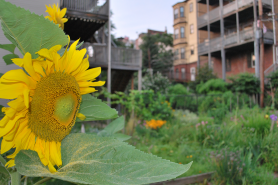 A garden in East Boston