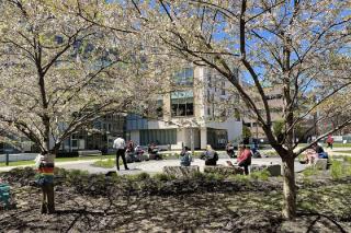 A group of students sitting in the courtyard at Simmons University with trees blooming spring blossoms surround the area