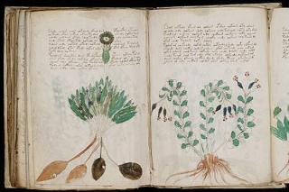 A section of the Voynich Manuscript