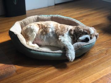 Erica Moura's dog, Max, sleeping.