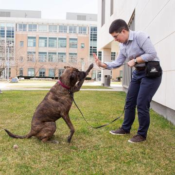 Ran Courant-Morgan '13MS engages with the dog Beacon on the Simmonscampus.