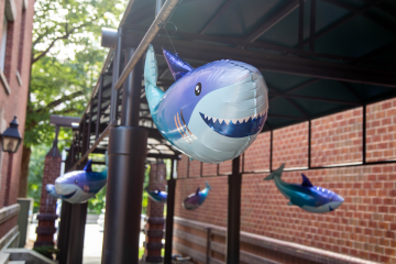 A sea of shark balloons decorated campus for move-in day