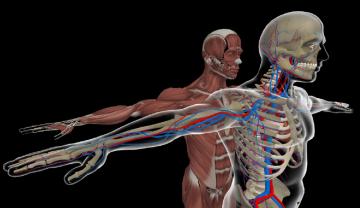 A screenshot of a HoloAnatomy session showing skeletal and muscular layers of a human body