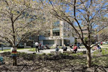 A group of students sitting in the courtyard at Simmons University with trees blooming spring blossoms surround the area