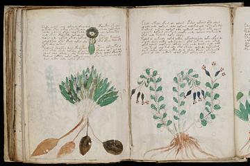 A section of the Voynich Manuscript